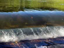 Sumigase - "правильное" место на реке Yahagi искушать айю