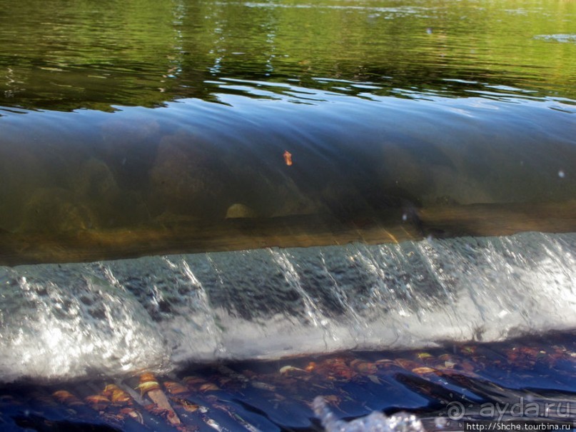 Sumigase - "правильное" место на реке Yahagi искушать айю