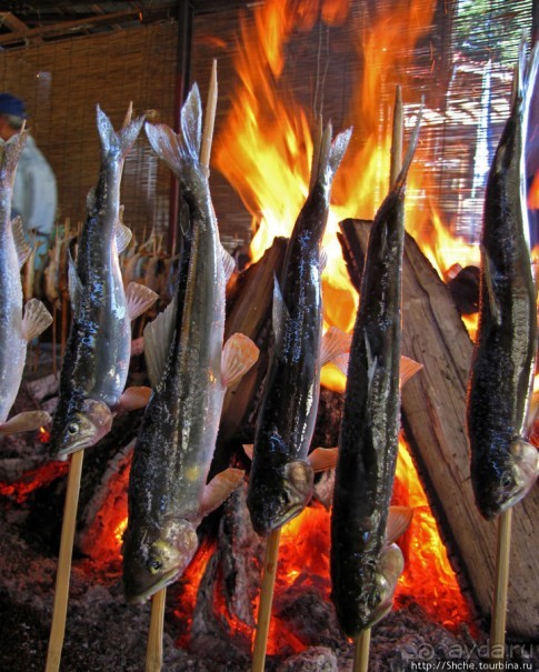 Sumigase - "правильное" место на реке Yahagi искушать айю