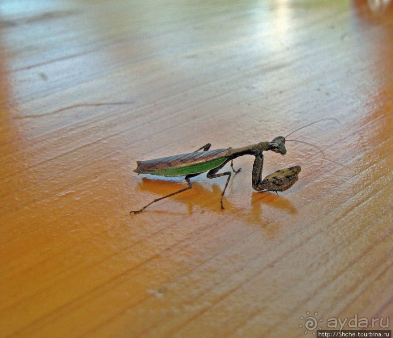 Sumigase - "правильное" место на реке Yahagi искушать айю