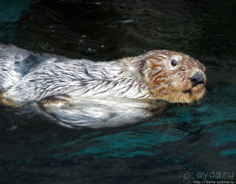 Океанариум — главная достопримечательность Лиссабона