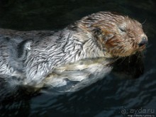 Океанариум — главная достопримечательность Лиссабона