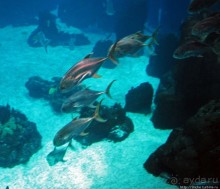 Океанариум — главная достопримечательность Лиссабона