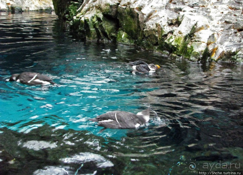 Океанариум — главная достопримечательность Лиссабона