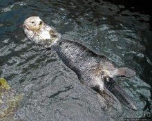 Океанариум — главная достопримечательность Лиссабона