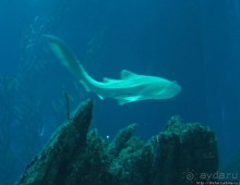 Океанариум — главная достопримечательность Лиссабона