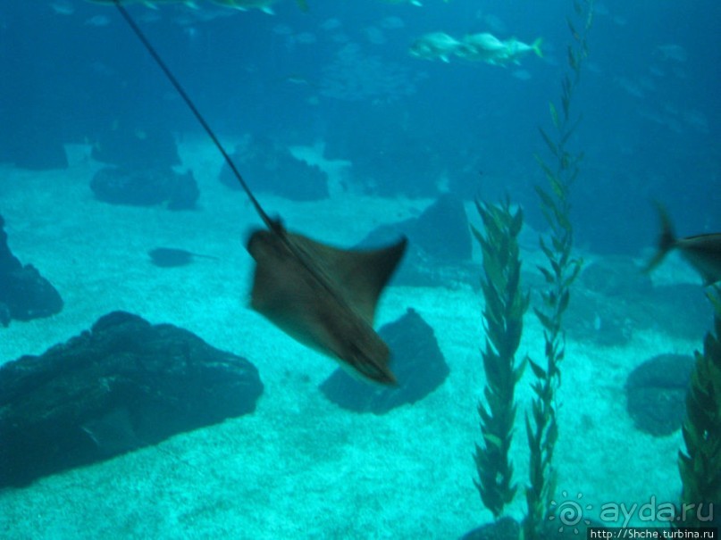 Океанариум — главная достопримечательность Лиссабона