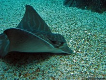 Океанариум — главная достопримечательность Лиссабона