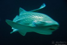 Океанариум — главная достопримечательность Лиссабона