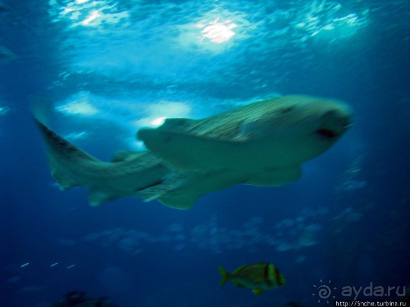 Океанариум — главная достопримечательность Лиссабона