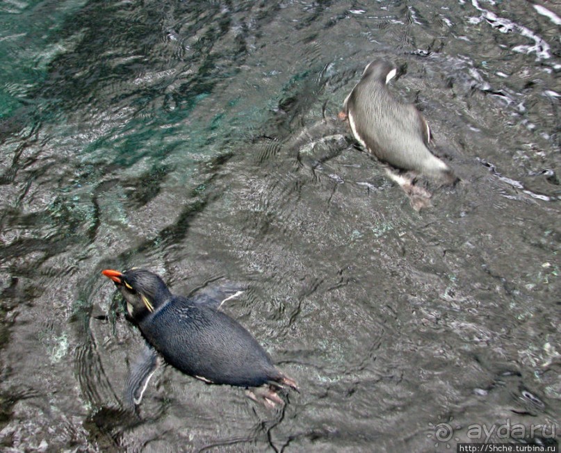 Океанариум — главная достопримечательность Лиссабона