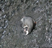 Океанариум — главная достопримечательность Лиссабона