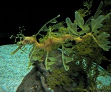 Океанариум — главная достопримечательность Лиссабона