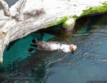 Океанариум — главная достопримечательность Лиссабона