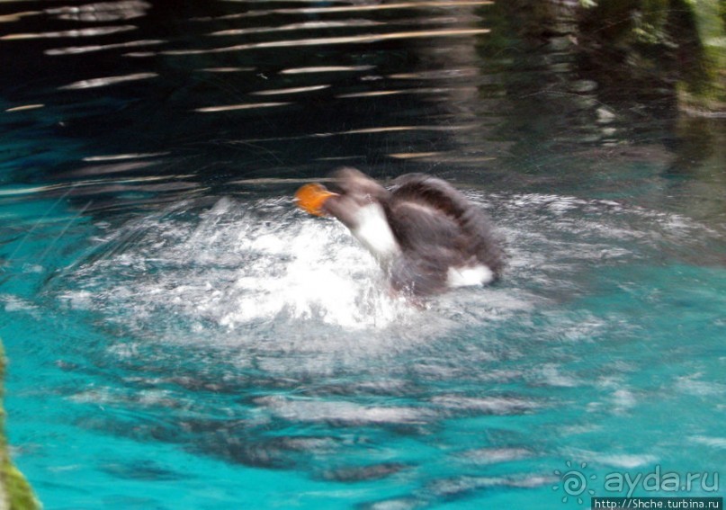 Океанариум — главная достопримечательность Лиссабона