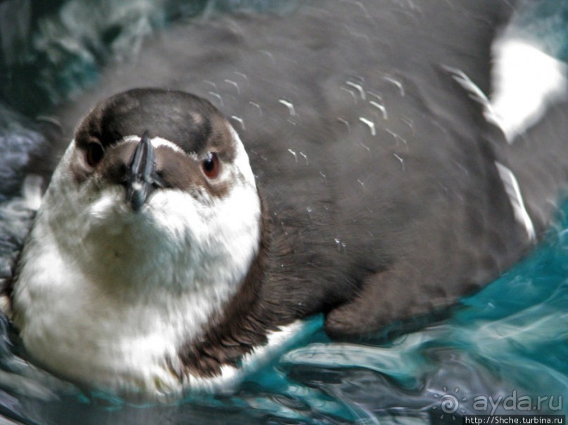 Океанариум — главная достопримечательность Лиссабона