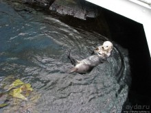 Океанариум — главная достопримечательность Лиссабона