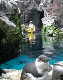 Океанариум — главная достопримечательность Лиссабона