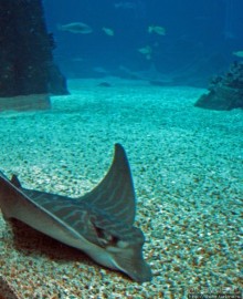 Океанариум — главная достопримечательность Лиссабона