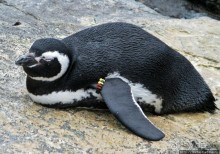 Океанариум — главная достопримечательность Лиссабона