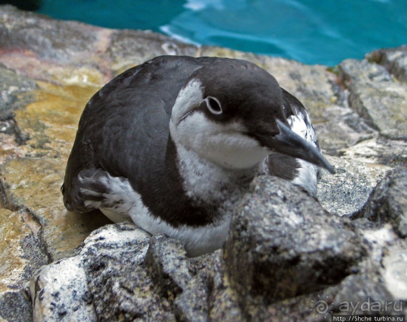 Океанариум — главная достопримечательность Лиссабона