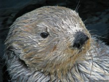 Океанариум — главная достопримечательность Лиссабона