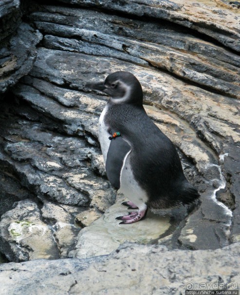 Океанариум — главная достопримечательность Лиссабона