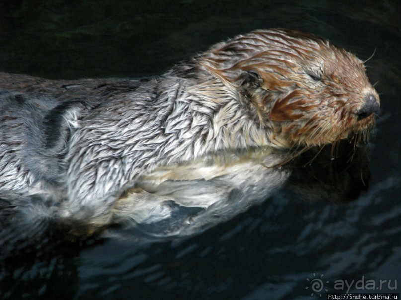 Океанариум — главная достопримечательность Лиссабона