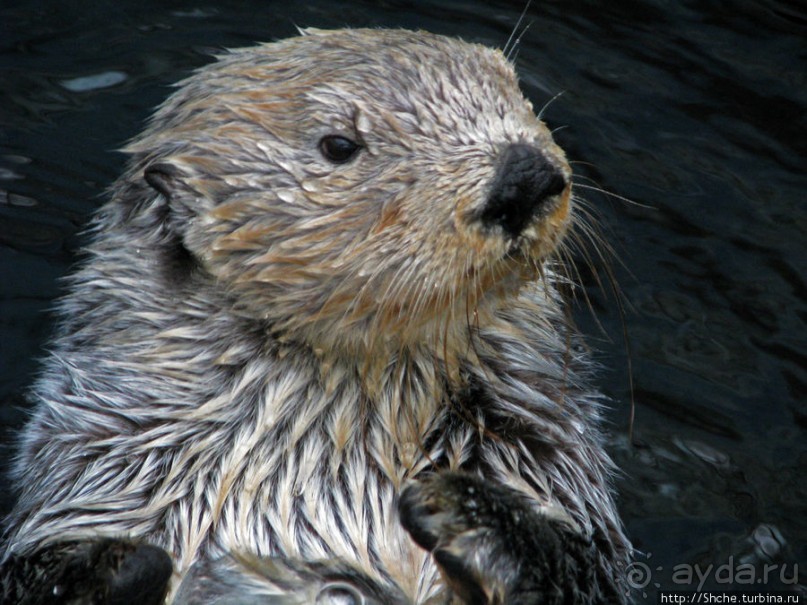 Океанариум — главная достопримечательность Лиссабона