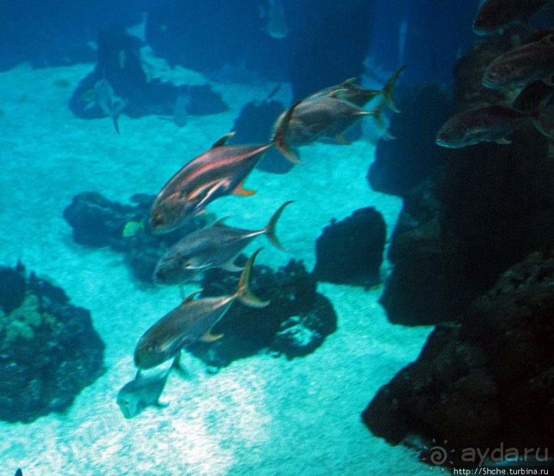 Океанариум — главная достопримечательность Лиссабона