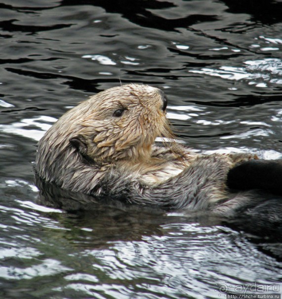 Океанариум — главная достопримечательность Лиссабона