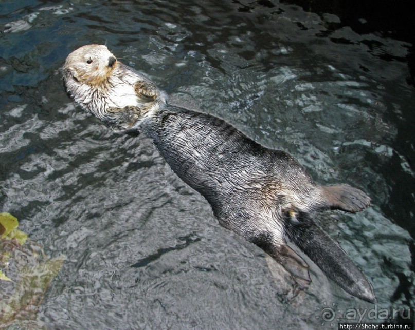 Океанариум — главная достопримечательность Лиссабона