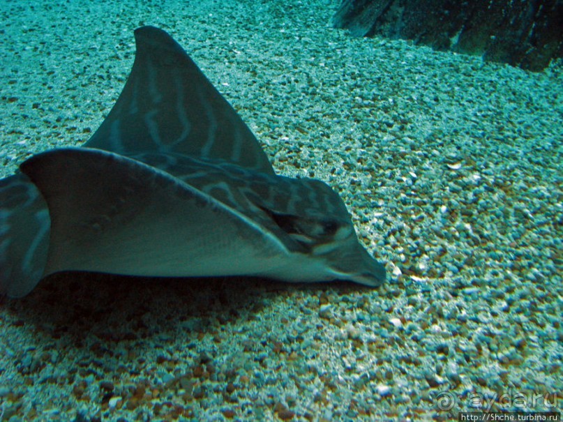 Океанариум — главная достопримечательность Лиссабона