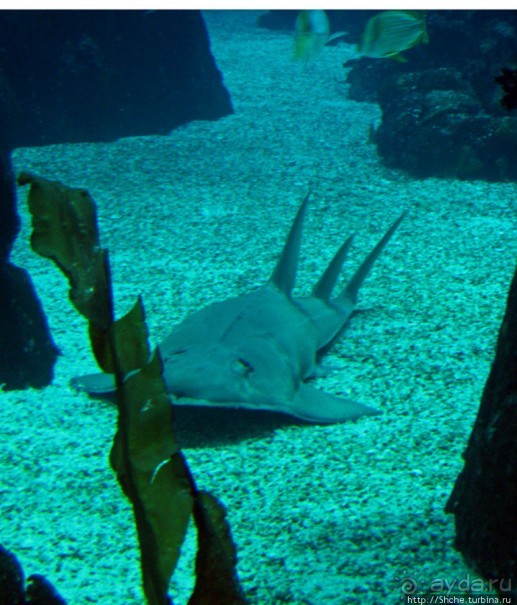 Океанариум — главная достопримечательность Лиссабона