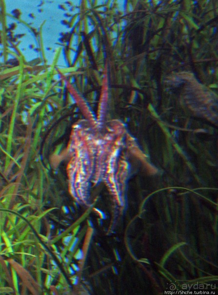 Океанариум — главная достопримечательность Лиссабона