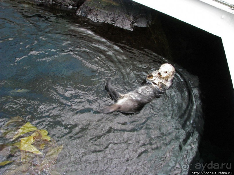 Океанариум — главная достопримечательность Лиссабона