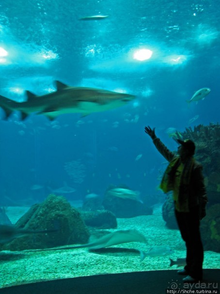 Океанариум — главная достопримечательность Лиссабона