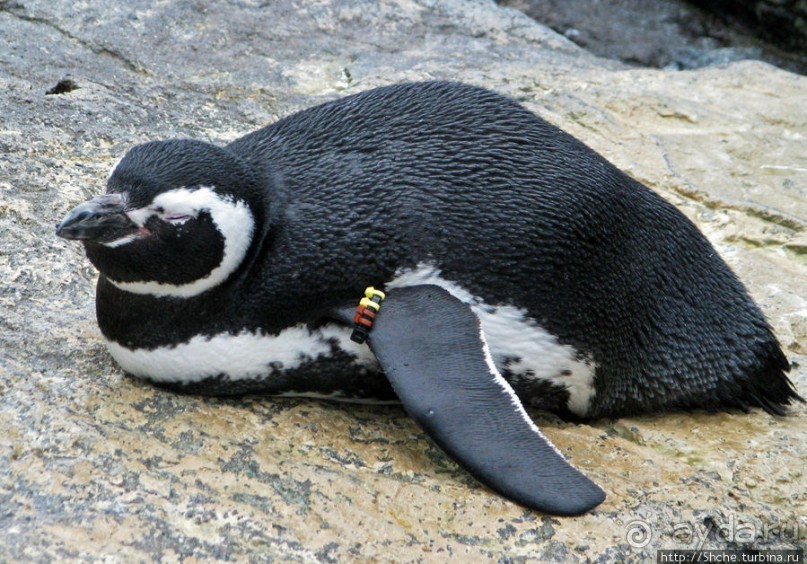 Океанариум — главная достопримечательность Лиссабона