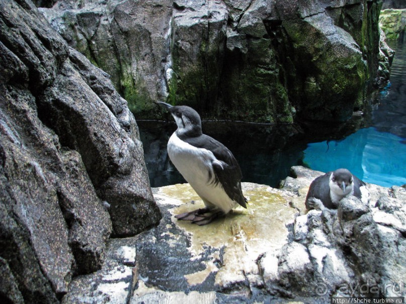 Океанариум — главная достопримечательность Лиссабона