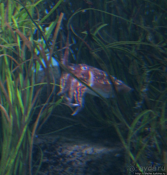 Океанариум — главная достопримечательность Лиссабона