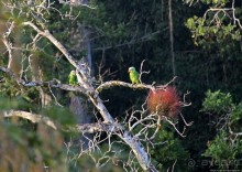 Над древним Тикалем забрезжил рассвет