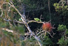 Над древним Тикалем забрезжил рассвет