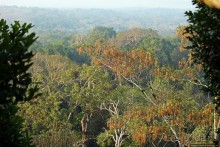 Над древним Тикалем забрезжил рассвет