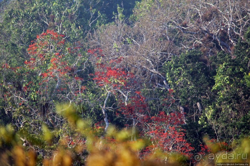 Над древним Тикалем забрезжил рассвет