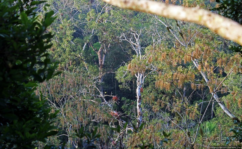Над древним Тикалем забрезжил рассвет