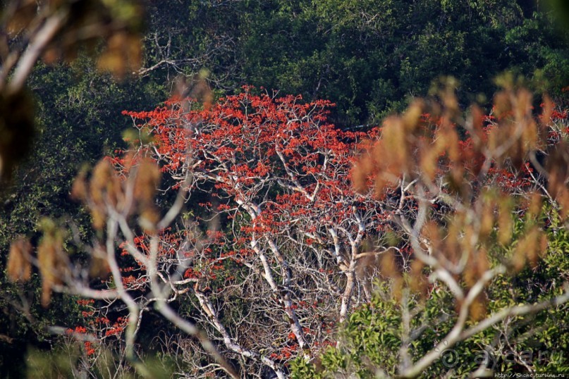 Над древним Тикалем забрезжил рассвет
