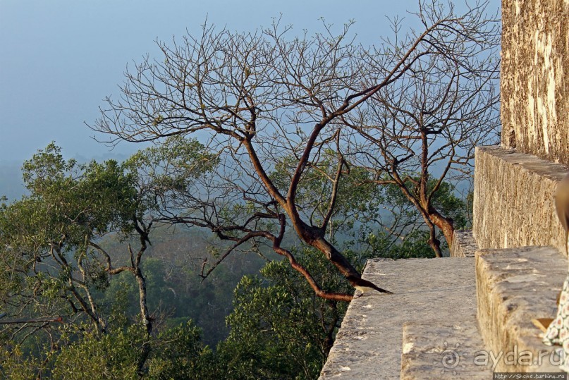 Над древним Тикалем забрезжил рассвет
