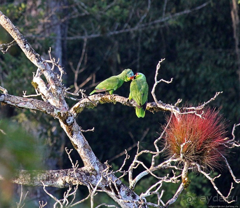 Над древним Тикалем забрезжил рассвет