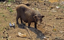 Горный аул в северо-западном Лаосе