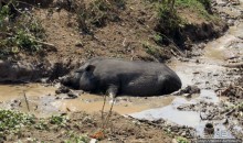Горный аул в северо-западном Лаосе